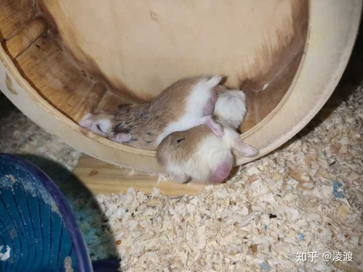 新手养老公公老婆婆仓鼠有哪些要注意的地方?