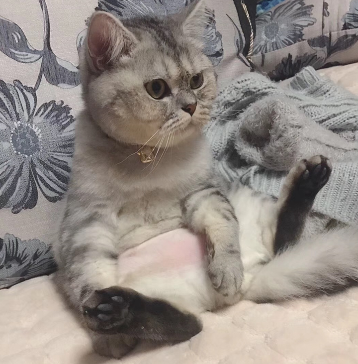 我家被惯坏的猫精