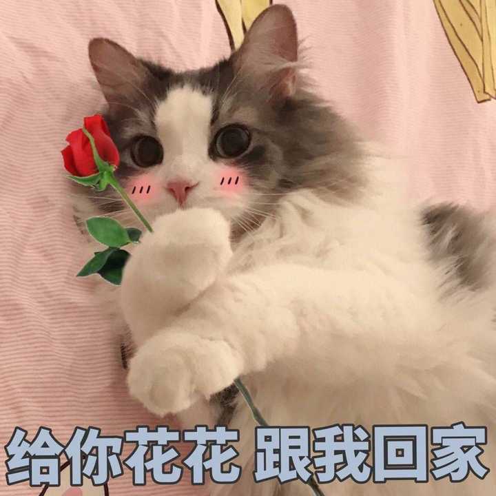 有没有能调戏男朋友的表情包?