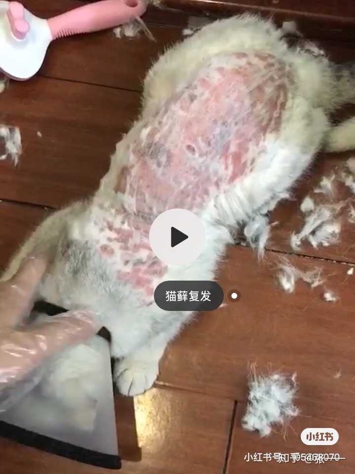 猫藓长什么样子,猫藓的症状是什么?