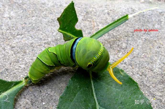 据说这是成虫:花椒凤蝶