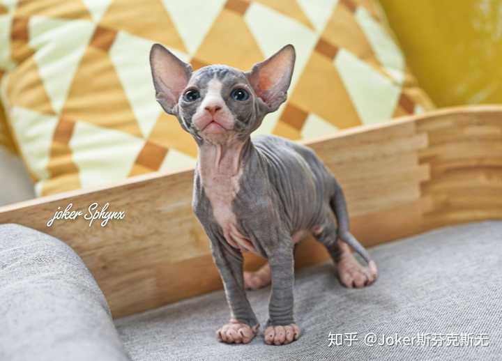 请问那种无毛猫多少钱?