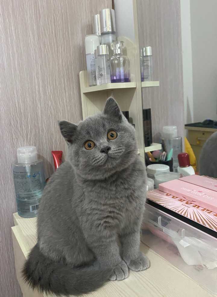 多少钱可以买一只蓝猫?