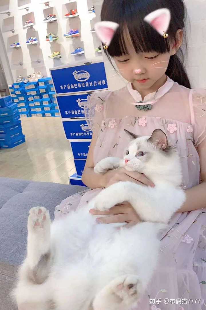 为什么布偶猫那么贵,布偶猫会不会成为下一个藏獒?