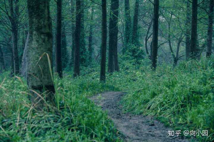 西溪湿地未被开发的,看着很像魔幻森林.下雨天去特别有意境.