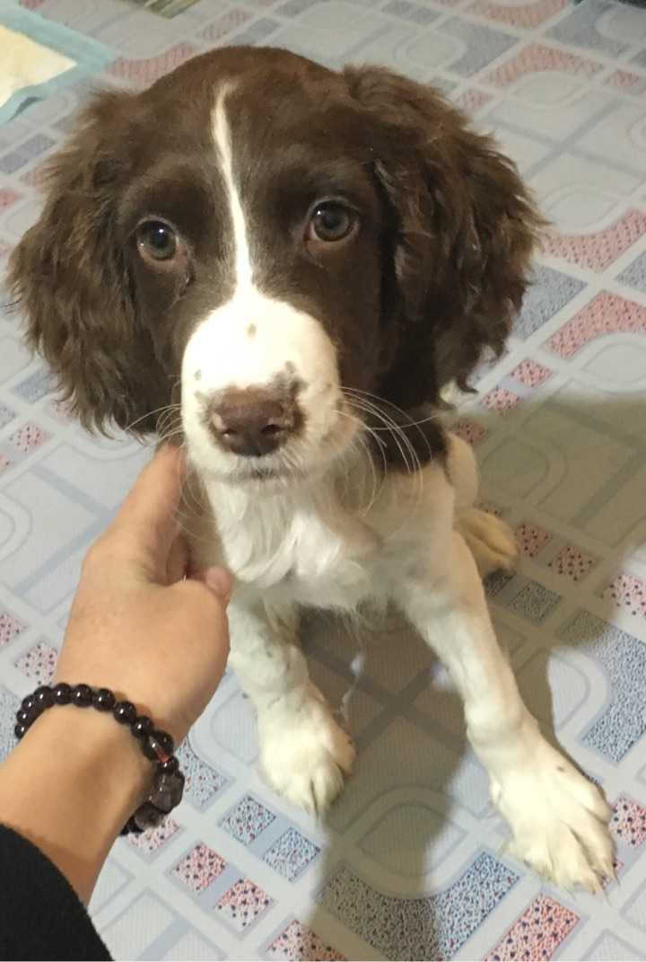 史宾格犬的性格好吗 智商高吗?