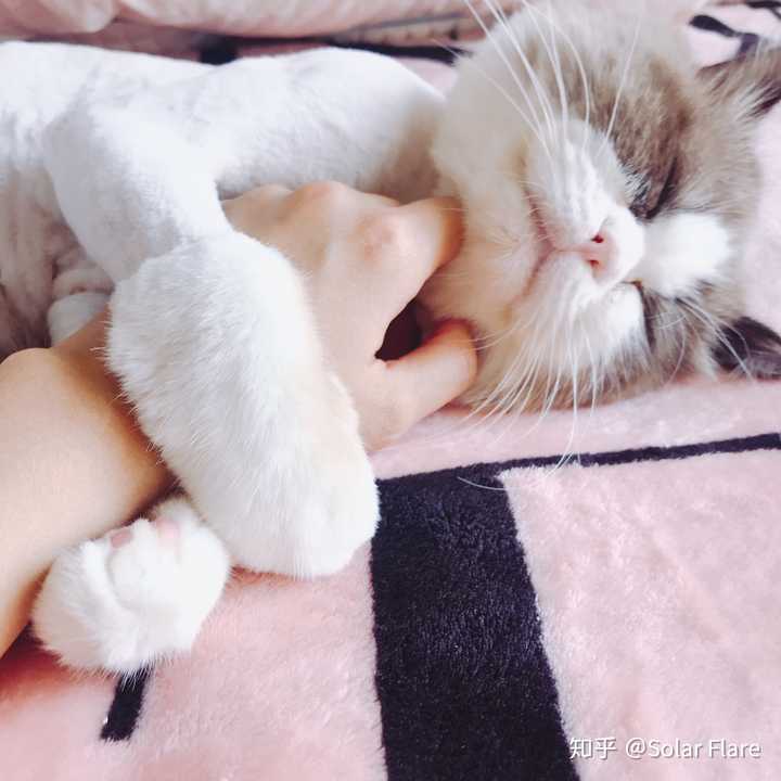 一只猫能可爱到什么程度?