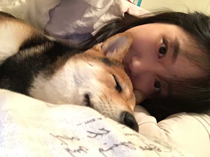 柴犬的颜值可以有多高?