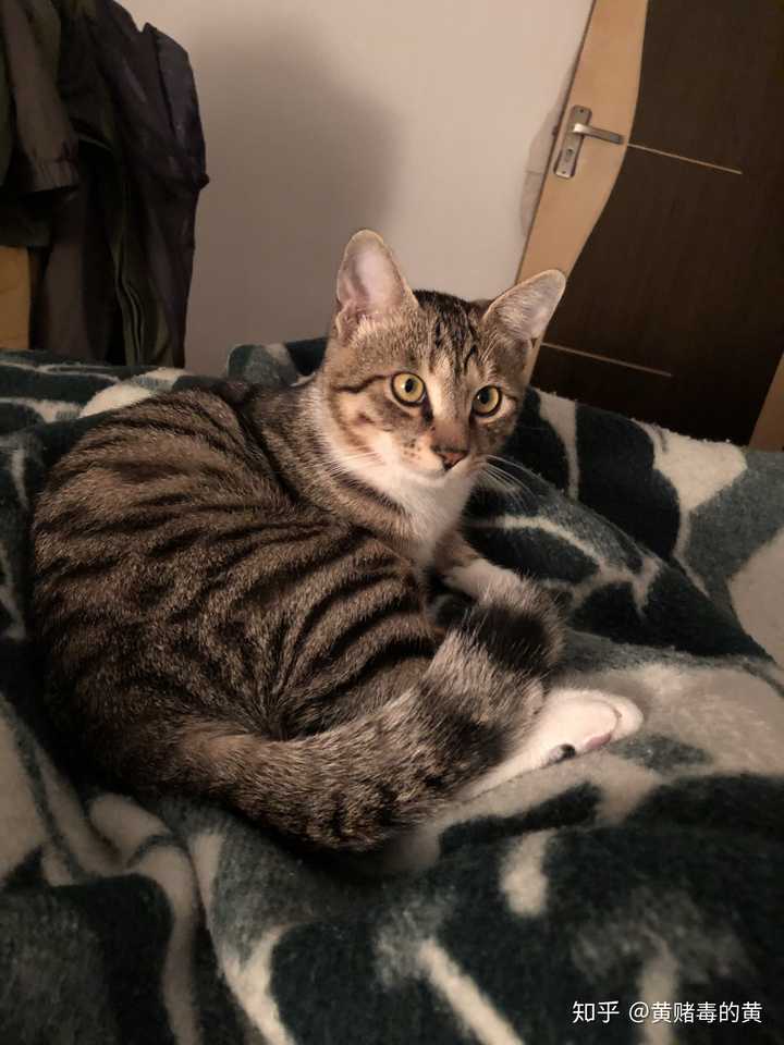 世界名猫那么多,为什么你选择了狸花猫?