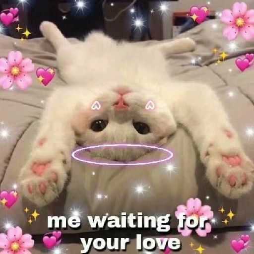 猫猫狗狗鸭鸭系列