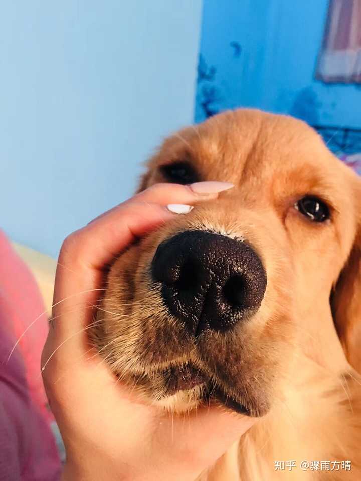 我想看看你们家的狗狗有多可爱