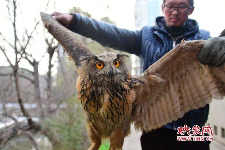 鹰,隼,雕,枭的区别是什么?