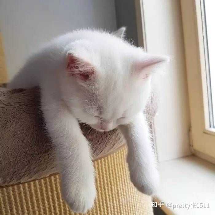酷猫四张供参考