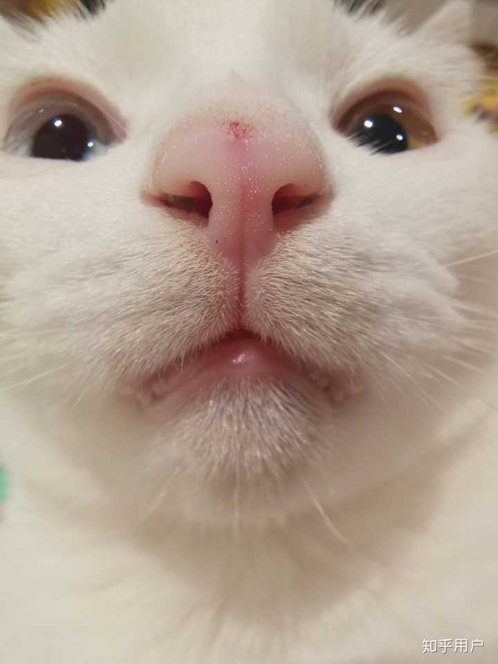 猫会哭吗?