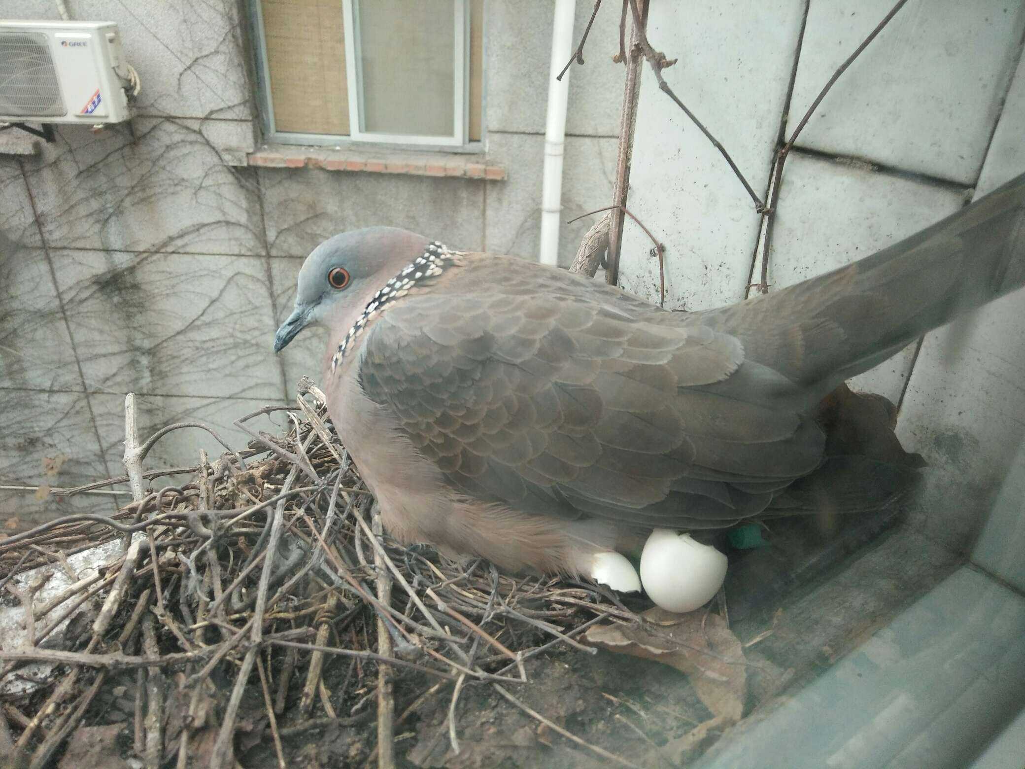 大概就是给我们教室外面窗台上的鸟儿孵蛋拍了从开始