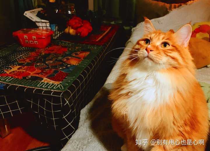请问田园橘猫混金吉拉的串串长什麽样子?有成年猫的相片吗?