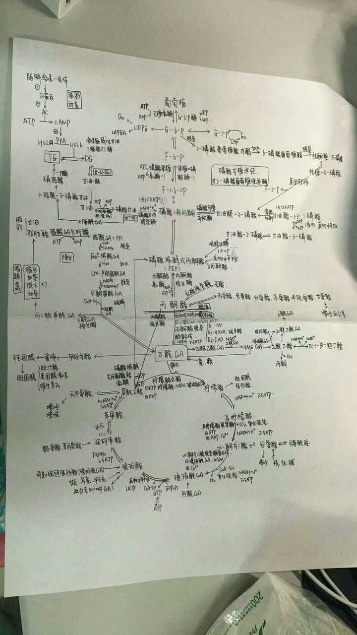 生化代谢循环图  我曾经 也是可以默写下来的