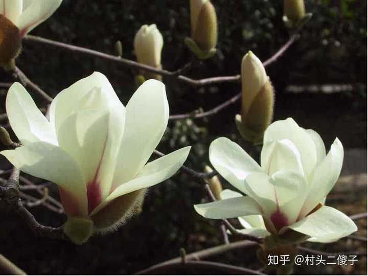 白玉兰:magnolia denudata
