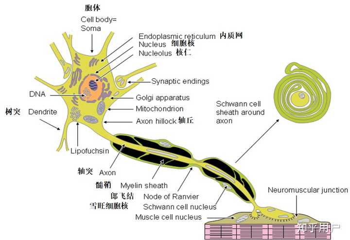 神经控制肌肉的原理是什么?怎样加强?