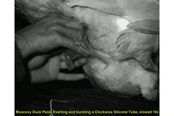 哪种动物的交配方式很奇葩?