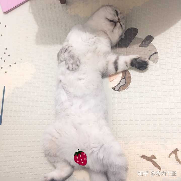 hhhhhhhhh四仰八叉的睡相,听说这样的睡姿就代表主子信任我?