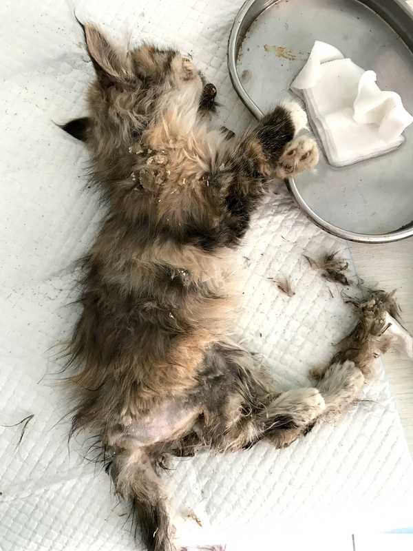 怎样才能彻底治愈猫咪身上的猫癣?