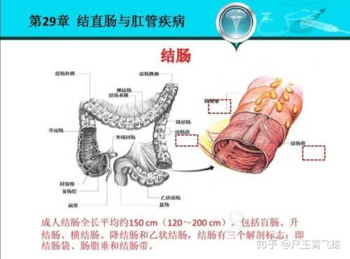 大网膜结肠带和胃结肠韧带有什么区别?
