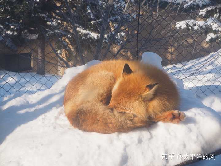 小狐狸 我隔着玻璃拍的,零下十几度厚厚的雪地,阳光下睡的好安稳,挠
