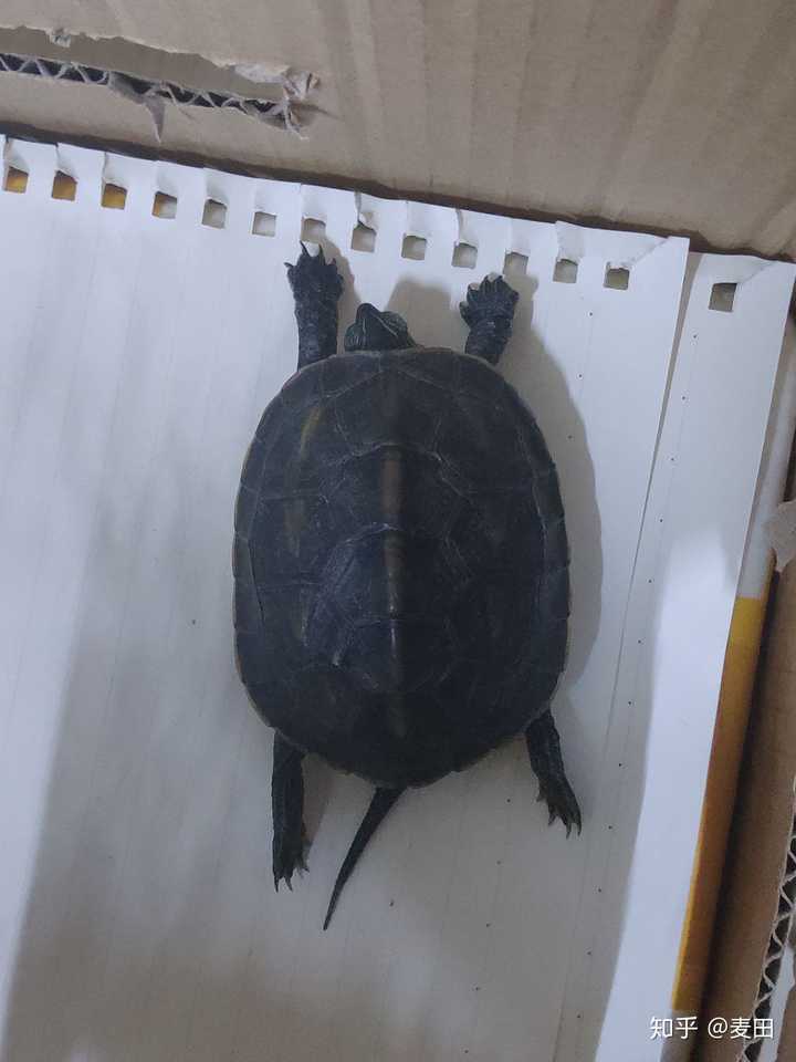 为什么乌龟会歪着头睡觉?