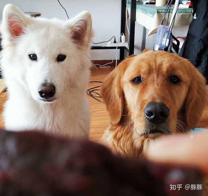 拥有一只不常见犬种的狗是一种什么样的体验?