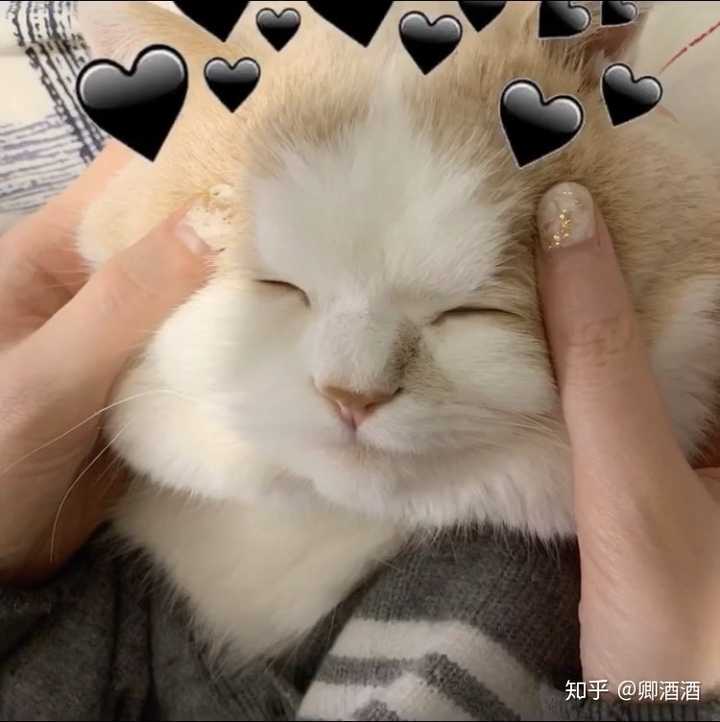 心情不好,可以给我发一些可爱的猫咪图片吗?