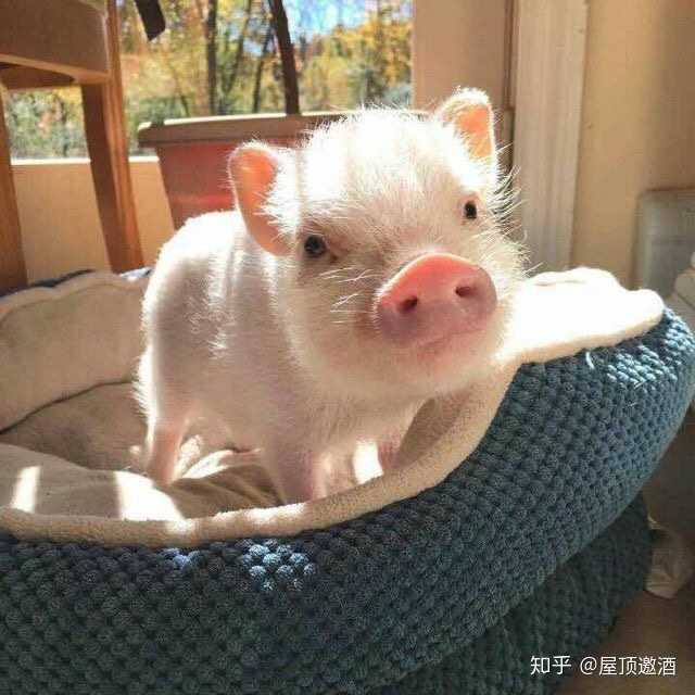 被母上大人要求换微信头像,是一个什么样的体会?