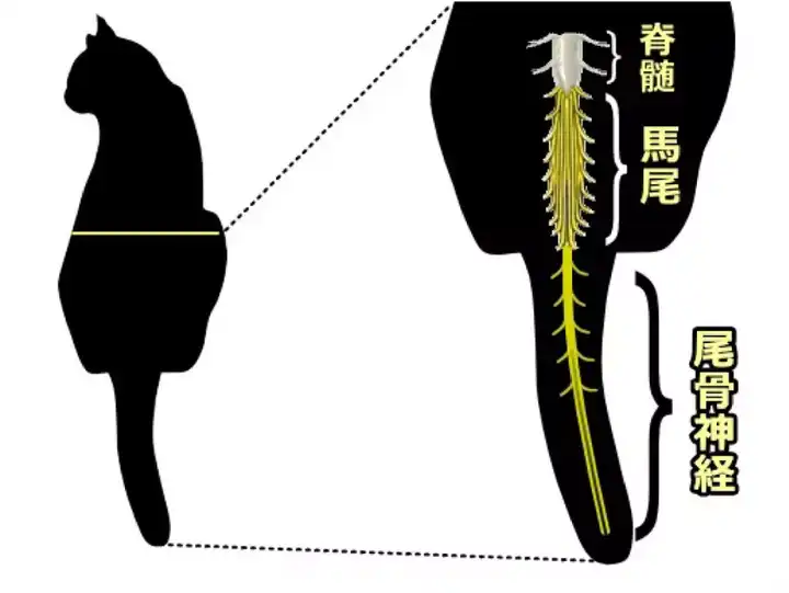 马尾神经 猫咪背部的脊髓一路向下延伸,到了脊髓圆锥以下,就叫马尾