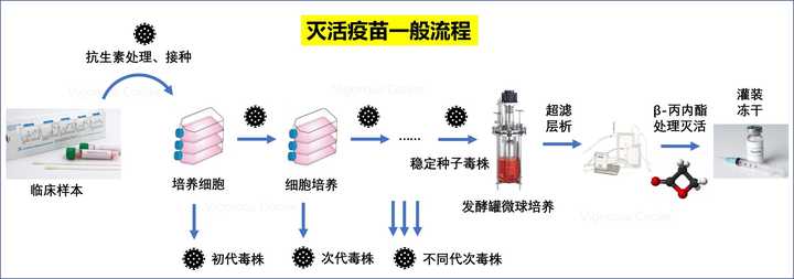 如何看待美国新冠病毒疫苗临床试验3月16日开始首位志愿者已接种候选