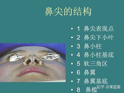 鼻小柱,鼻小叶,鼻尖表现点和鼻翼缘.
