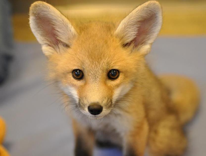 幼年赤狐,我觉得成年赤狐的眼神太凶了,所以只有幼年的赤狐才可爱