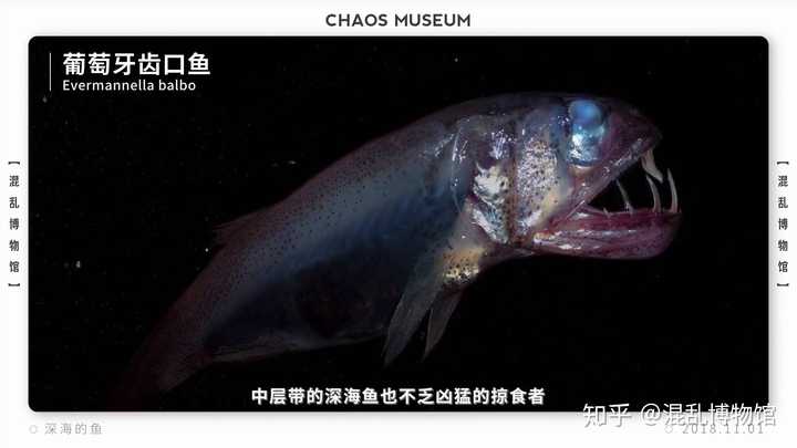 索性就进化成了望远镜,如巨尾鱼科(giganturidae)