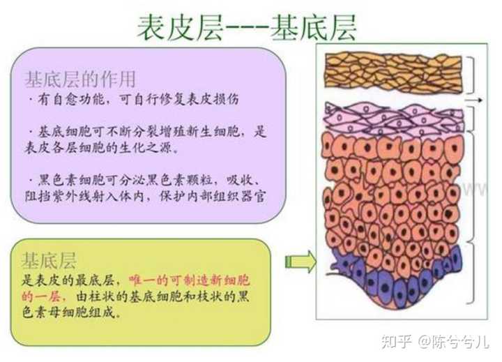 下图是一张表皮结构,我们看到皮肤分5层:角质层,颗粒层,透明层,有棘