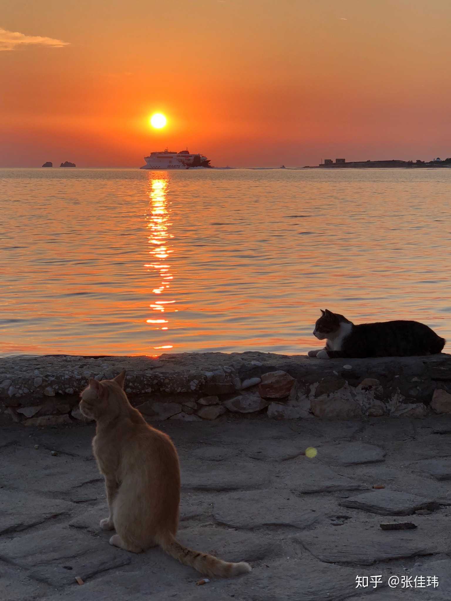 猫猫依旧在,几度夕阳红.橘红黑白海角上,惯看秋月春风.