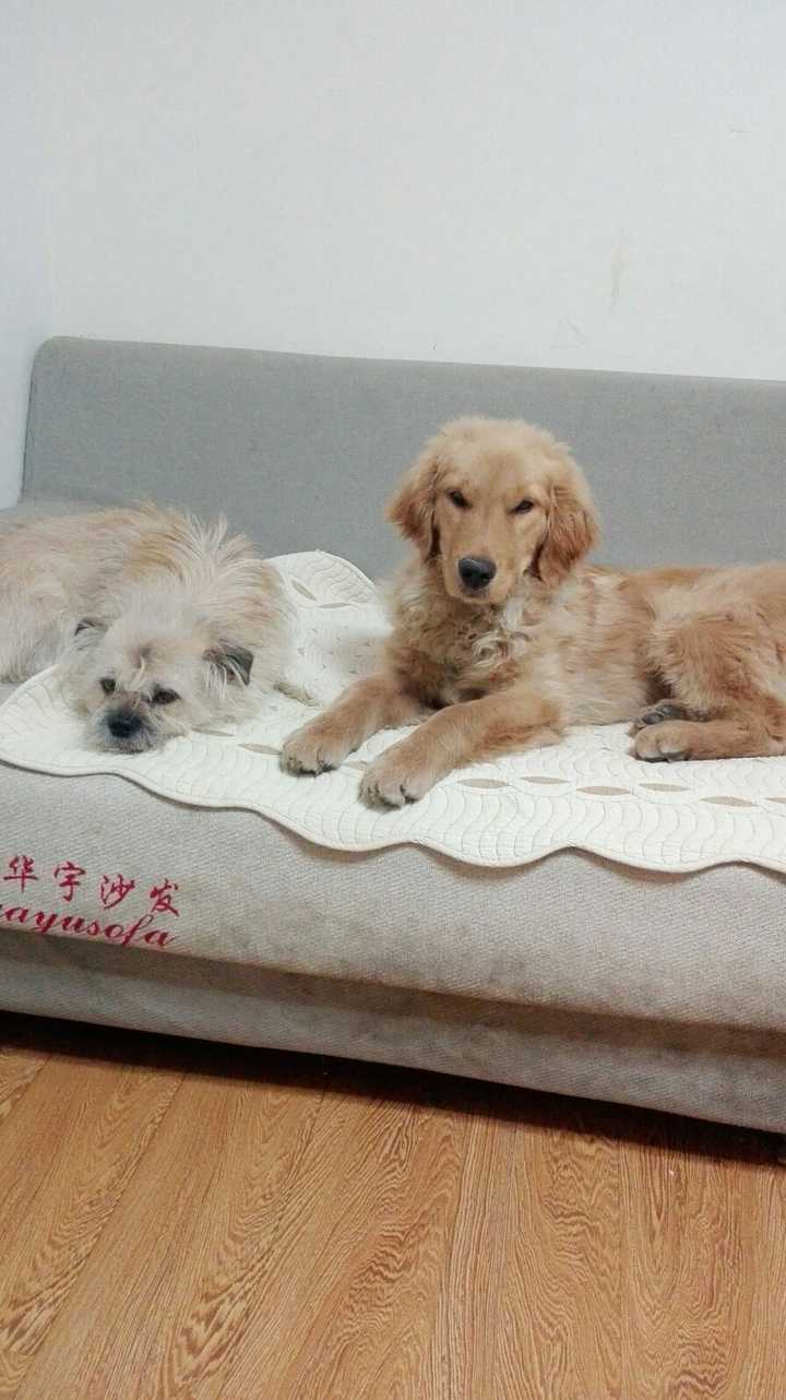 小狗的时候不大懂  给他吃人吃的肉  后来养了金毛 才知道不能给狗狗