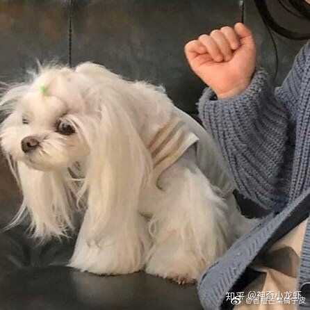人和动物