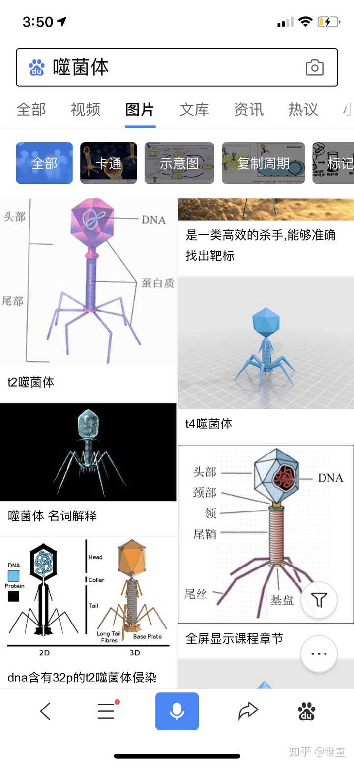 大自然不会画直线 可我们身体里 一种极其微小的 专吃细菌的病毒 噬菌