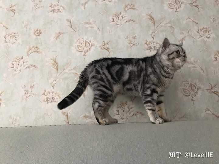 美短公母各个年龄段参考体重是多少