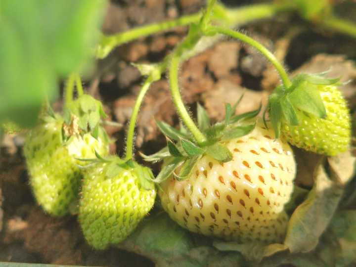 草莓什么季节种最好?