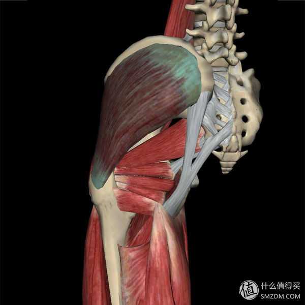 什么锻炼可以使臀部和腿部更加紧致?