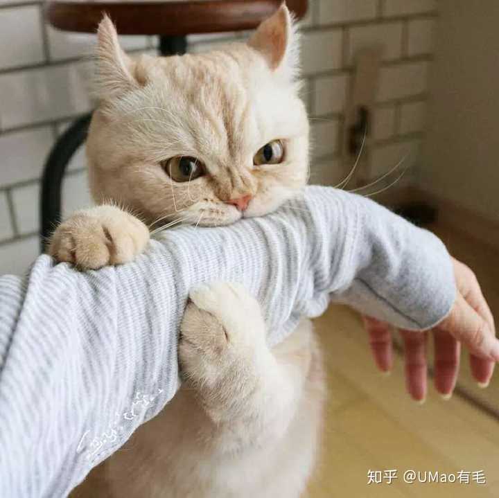 如何让猫咪不咬人?