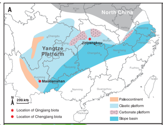 本次化石发现地(六角星)与扬子板块的位置关系