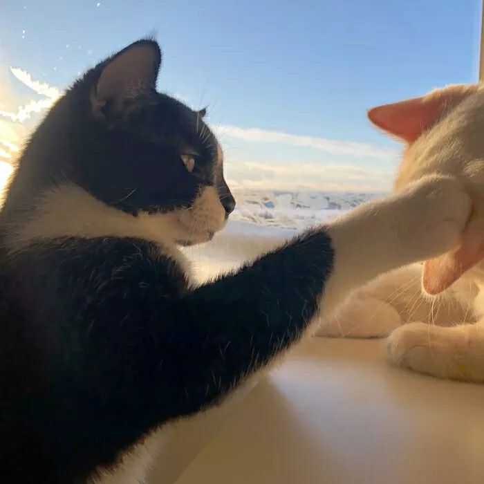 有好看的猫猫狗狗的情侣头像吗?