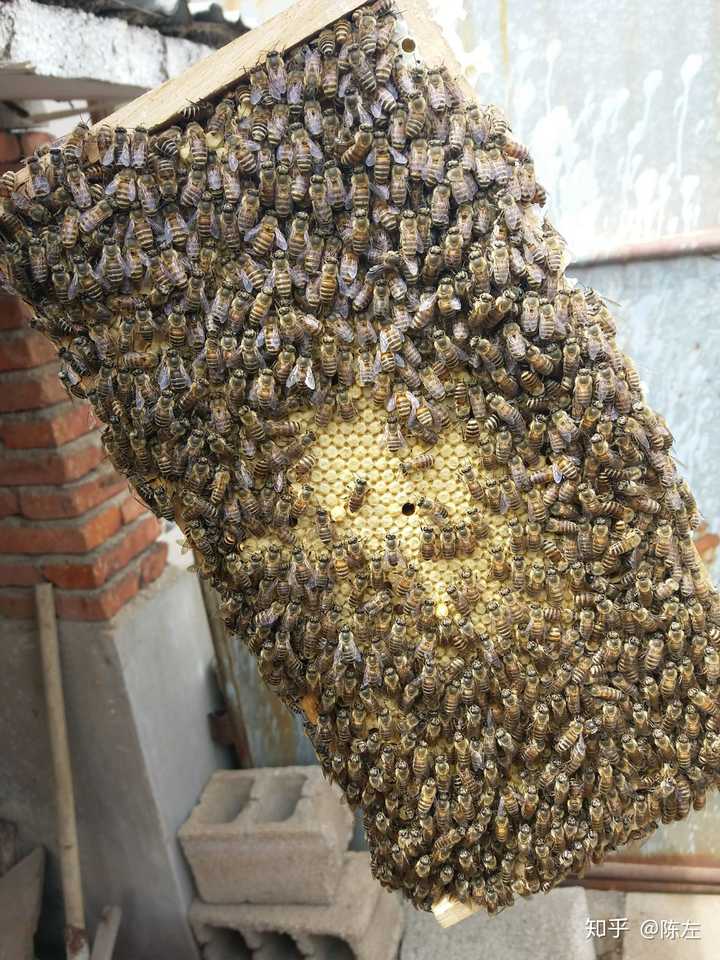 工蜂这是的封蜜蜂脾,里面是化蛹的盖子fakegps小蜜蜂图片