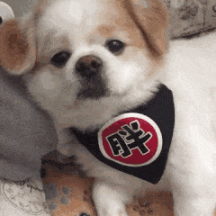 壁纸 动物 狗 狗狗 240_240 gif 动态图 动图